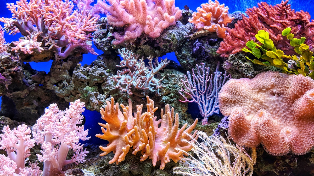 Terumbu karang Raja Ampat menyimpan konsentrasi spesies laut tertinggi di planet ini.